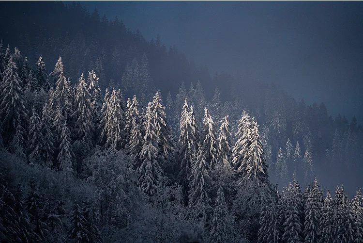 Winter forest landscape